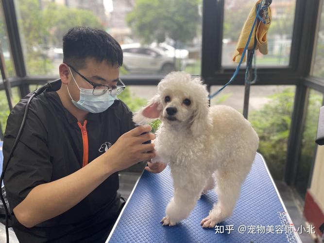 宠物技能学习地点与花费详解